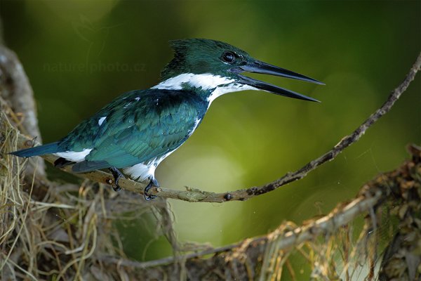 Rybařík amazonský (Chloroceryle amazona), Rybařík amazonský (Chloroceryle amazona), Amazon Kingfisher, Autor: Ondřej Prosický | NaturePhoto.cz, Model: Canon EOS 7D, Objektiv: Canon EF 500mm f/4 L IS USM, Ohnisková vzdálenost (EQ35mm): 800 mm, stativ Gitzo, Clona: 6.3, Doba expozice: 1/200 s, ISO: 800, Kompenzace expozice: 0, Blesk: Ano, Vytvořeno: 18. prosince 2010 7:56:01, Cano Negro (Kostarika) 