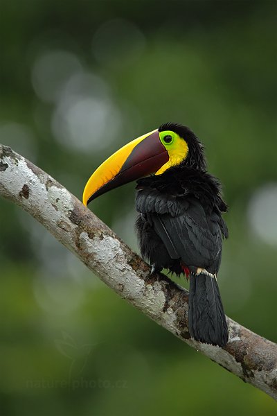 Tukan hnědohřbetý (Ramphastos swainsonii), Tukan hnědohřbetý (Ramphastos swainsonii) Chesnut-mandibled Toucan, Autor: Ondřej Prosický | NaturePhoto.cz, Model: Canon EOS 7D, Objektiv: Canon EF 500mm f/4 L IS USM, Ohnisková vzdálenost (EQ35mm): 1120 mm, stativ Gitzo, Clona: 5.6, Doba expozice: 1/400 s, ISO: 800, Kompenzace expozice: -1/3, Blesk: Ano, Vytvořeno: 15. prosince 2010 8:03:51, Dominical (Kostarika) 