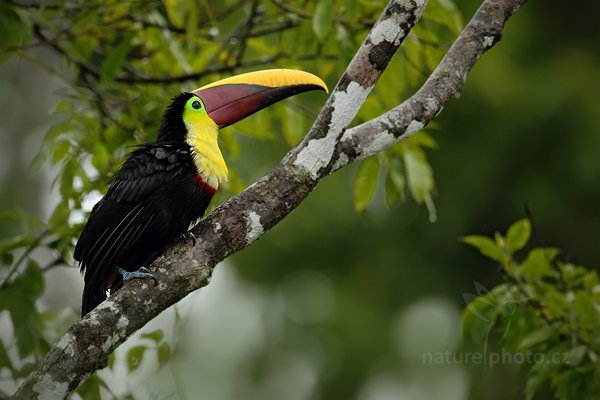 Tukan hnědohřbetý (Ramphastos swainsonii), Tukan hnědohřbetý (Ramphastos swainsonii) Chesnut-mandibled Toucan, Autor: Ondřej Prosický | NaturePhoto.cz, Model: Canon EOS 7D, Objektiv: Canon EF 500mm f/4 L IS USM, Ohnisková vzdálenost (EQ35mm): 1120 mm, stativ Gitzo, Clona: 5.6, Doba expozice: 1/500 s, ISO: 640, Kompenzace expozice: -1/3, Blesk: Ano, Vytvořeno: 15. prosince 2010 7:57:03, Dominical (Kostarika) 