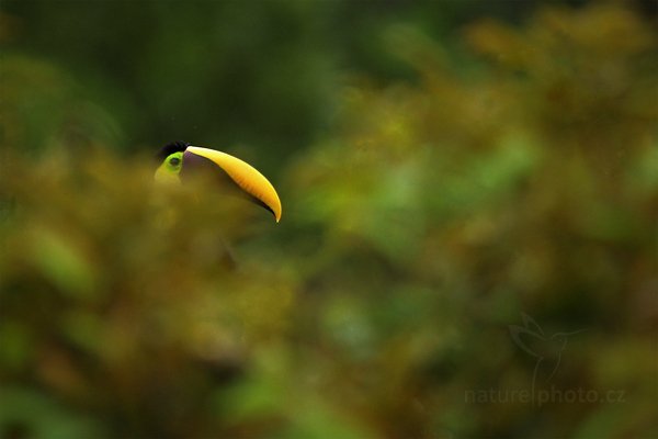 Tukan hnědohřbetý (Ramphastos swainsonii), Tukan hnědohřbetý (Ramphastos swainsonii) Chesnut-mandibled Toucan, Autor: Ondřej Prosický | NaturePhoto.cz, Model: Canon EOS 7D, Objektiv: Canon EF 500mm f/4 L IS USM, Ohnisková vzdálenost (EQ35mm): 1120 mm, stativ Gitzo, Clona: 5.6, Doba expozice: 1/400 s, ISO: 800, Kompenzace expozice: -1/3, Blesk: Ano, Vytvořeno: 15. prosince 2010 8:07:51, Dominical (Kostarika) 