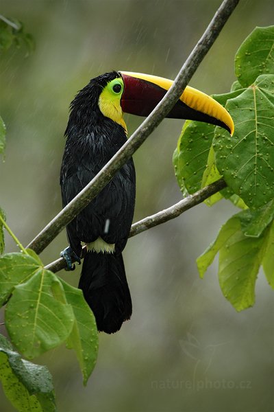 Tukan hnědohřbetý (Ramphastos swainsonii), Tukan hnědohřbetý (Ramphastos swainsonii) Chesnut-mandibled Toucan, Autor: Ondřej Prosický | NaturePhoto.cz, Model: Canon EOS 7D, Objektiv: Canon EF 500mm f/4 L IS USM, Ohnisková vzdálenost (EQ35mm): 1120 mm, stativ Gitzo, Clona: 7.1, Doba expozice: 1/200 s, ISO: 640, Kompenzace expozice: -2/3, Blesk: Ano, Vytvořeno: 15. prosince 2010 7:31:10, Dominical (Kostarika) 