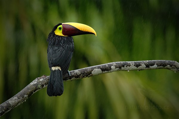 Tukan hnědohřbetý (Ramphastos swainsonii), Tukan hnědohřbetý (Ramphastos swainsonii) Chesnut-mandibled Toucan, Autor: Ondřej Prosický | NaturePhoto.cz, Model: Canon EOS 7D, Objektiv: Canon EF 500mm f/4 L IS USM, Ohnisková vzdálenost (EQ35mm): 1120 mm, stativ Gitzo, Clona: 7.1, Doba expozice: 1/160 s, ISO: 640, Kompenzace expozice: -1/3, Blesk: Ano, Vytvořeno: 15. prosince 2010 7:36:01, Dominical (Kostarika) 