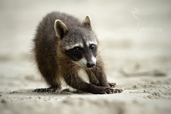 Mýval severní (Procyon lotor), Mýval severní (Procyon lotor), Northen Raccoon, Autor: Ondřej Prosický | NaturePhoto.cz, Model: Canon EOS 7D, Objektiv: Canon EF 500mm f/4 L IS USM, Ohnisková vzdálenost (EQ35mm): 800 mm, stativ Gitzo, Clona: 5.0, Doba expozice: 1/2500 s, ISO: 800, Kompenzace expozice: -1/3, Blesk: Ne, Vytvořeno: 16. prosince 2010 9:10:42, Parque Nacional Manuel Antonio (Kostarika) 