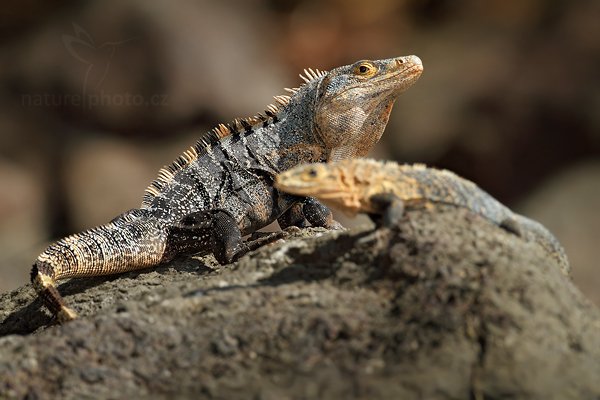 Leguán černý (Ctenosaura similis), Leguán černý (Ctenosaura similis), Black Iguana, Autor: Ondřej Prosický | NaturePhoto.cz, Model: Canon EOS 7D, Objektiv: Canon EF 500mm f/4 L IS USM, Ohnisková vzdálenost (EQ35mm): 800 mm, stativ Gitzo, Clona: 5.0, Doba expozice: 1/2500 s, ISO: 400, Kompenzace expozice: -2/3, Blesk: Ano, Vytvořeno: 16. prosince 2010 13:18:05, Parque Nacional Manuel Antonio (Kostarika) 