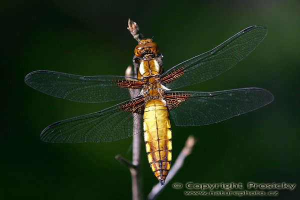 Vážka ploská (Libellula depresa), Vážka ploská (Libellula depresa), Autor: Ondřej Prosický, Model aparátu: Canon EOS 300D DIGITAL, Objektiv: Canon EF 100mm f/2.8 Macro USM, Ohnisková vzdálenost: 100.00 mm, fotografováno z ruky, Clona: 4.00, Doba expozice: 1/200 s, ISO: 100, Vyvážení expozice: -1.33, Blesk: Ne, Vytvořeno: 8. července 2004 17:45:20, Přesličkový rybník u Českách Velenic (ČR)