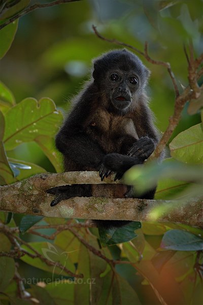 Vřešťan pláštíkový (Alouatta palliata), Vřešťan pláštíkový (Alouatta palliata) Mantled Howler Monkey, Autor: Ondřej Prosický | NaturePhoto.cz, Model: Canon EOS 7D, Objektiv: Canon EF 500mm f/4 L IS USM, Ohnisková vzdálenost (EQ35mm): 800 mm, stativ Gitzo, Clona: 5.0, Doba expozice: 1/400 s, ISO: 800, Kompenzace expozice: -1 1/3, Blesk: Ano, Vytvořeno: 18. prosince 2010 14:40:25, RNVS Caño Negro (Kostarika)