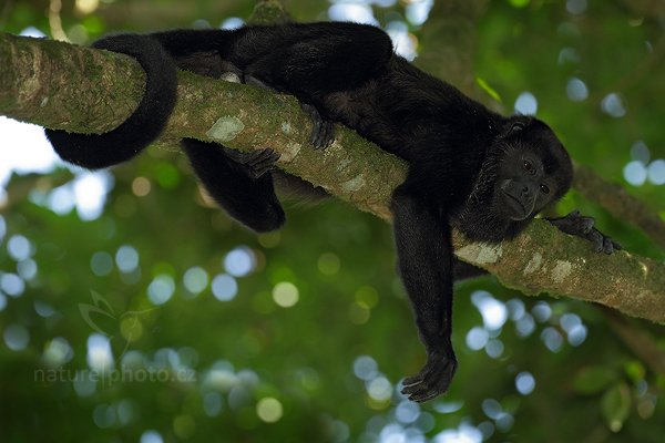 Vřešťan pláštíkový (Alouatta palliata), Vřešťan pláštíkový (Alouatta palliata) Mantled Howler Monkey, Autor: Ondřej Prosický | NaturePhoto.cz, Model: Canon EOS 7D, Objektiv: Canon EF 500mm f/4 L IS USM, Ohnisková vzdálenost (EQ35mm): 800 mm, stativ Gitzo, Clona: 5.0, Doba expozice: 1/200 s, ISO: 800, Kompenzace expozice: -2/3, Blesk: Ano, Vytvořeno: 18. prosince 2010 12:32:12, RNVS Caño Negro (Kostarika) 