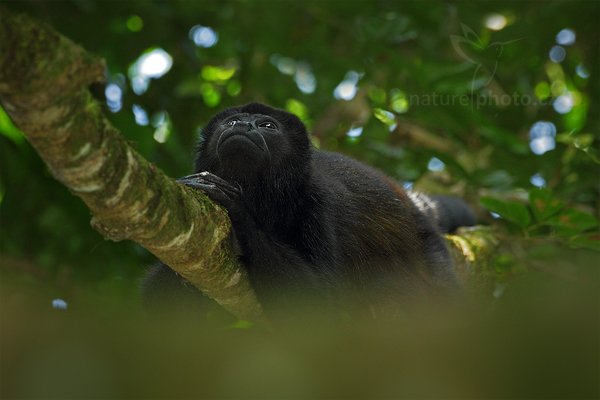 Vřešťan pláštíkový (Alouatta palliata), Vřešťan pláštíkový (Alouatta palliata) Mantled Howler Monkey, Autor: Ondřej Prosický | NaturePhoto.cz, Model: Canon EOS 7D, Objektiv: Canon EF 500mm f/4 L IS USM, Ohnisková vzdálenost (EQ35mm): 800 mm, stativ Gitzo, Clona: 5.0, Doba expozice: 1/200 s, ISO: 800, Kompenzace expozice: -2/3, Blesk: Ano, Vytvořeno: 18. prosince 2010 12:31:12, RNVS Caño Negro (Kostarika) 