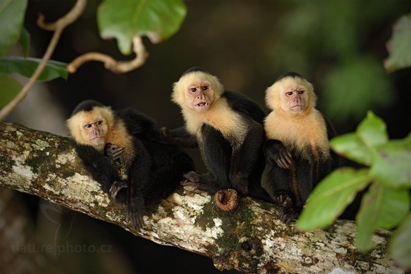 Malpa kapucínská (Cebus capucinus), Malpa kapucínská (Cebus capucinus), White-headed Capuchin,  Autor: Ondřej Prosický | NaturePhoto.cz, Model: Canon EOS 7D, Objektiv: Canon EF 500mm f/4 L IS USM, Ohnisková vzdálenost (EQ35mm): 800 mm, stativ Gitzo, Clona: 5.0, Doba expozice: 1/320 s, ISO: 800, Kompenzace expozice: -1/3, Blesk: Ano, Vytvořeno: 16. prosince 2010 9:10:12, RNVS Caño Negro (Kostarika) 