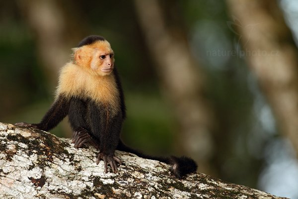 Malpa kapucínská (Cebus capucinus), Malpa kapucínská (Cebus capucinus), White-headed Capuchin, Autor: Ondřej Prosický | NaturePhoto.cz, Model: Canon EOS 7D, Objektiv: Canon EF 500mm f/4 L IS USM, Ohnisková vzdálenost (EQ35mm): 800 mm, stativ Gitzo, Clona: 5.0, Doba expozice: 1/800 s, ISO: 800, Kompenzace expozice: -1/3, Blesk: Ano, Vytvořeno: 16. prosince 2010 9:14:01, Parque Nacional Manuel Antonio (Kostarika) 