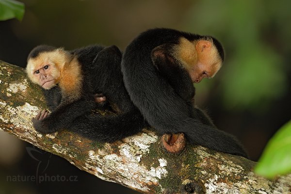 Malpa kapucínská (Cebus capucinus), Malpa kapucínská (Cebus capucinus), White-headed Capuchin, Ondřej Prosický | NaturePhoto.cz, Model: Canon EOS 7D, Objektiv: Canon EF 500mm f/4 L IS USM, Ohnisková vzdálenost (EQ35mm): 800 mm, stativ Gitzo, Clona: 5.0, Doba expozice: 1/200 s, ISO: 800, Kompenzace expozice: -1/3, Blesk: Ano, Vytvořeno: 16. prosince 2010 9:12:55, Parque Nacional Manuel Antonio (Kostarika) 