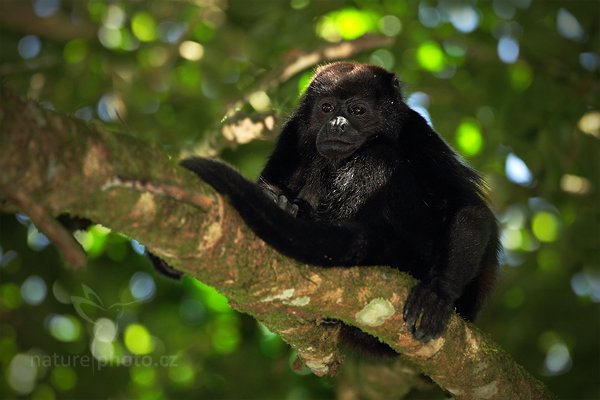 Vřešťan pláštíkový (Alouatta palliata), Vřešťan pláštíkový (Alouatta palliata) Mantled Howler Monkey, Autor: Ondřej Prosický | NaturePhoto.cz, Model: Canon EOS 7D, Objektiv: Canon EF 500mm f/4 L IS USM, Ohnisková vzdálenost (EQ35mm): 800 mm, stativ Gitzo, Clona: 4.0, Doba expozice: 1/400 s, ISO: 800, Kompenzace expozice: -1, Blesk: Ano, Vytvořeno: 18. prosince 2010 12:35:17, RNVS Caño Negro (Kostarika) 