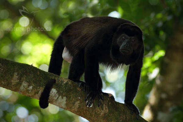 Vřešťan pláštíkový (Alouatta palliata), Vřešťan pláštíkový (Alouatta palliata) Mantled Howler Monkey, Autor: Ondřej Prosický | NaturePhoto.cz, Model: Canon EOS 7D, Objektiv: Canon EF 500mm f/4 L IS USM, Ohnisková vzdálenost (EQ35mm): 800 mm, stativ Gitzo, Clona: 6.3, Doba expozice: 1/100 s, ISO: 640, Kompenzace expozice: -1/3, Blesk: Ano, Vytvořeno: 18. prosince 2010 12:17:48, RNVS Caño Negro (Kostarika)