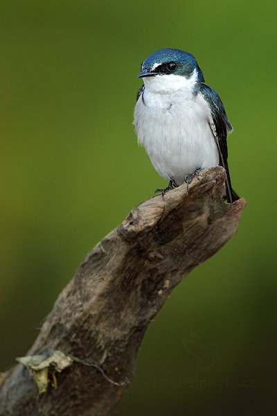 Vlaštovka mangrovová (Tachycineta albilinea), Vlaštovka mangrovová (Tachycineta albilinea), Mangrove Swallow, Autor: Ondřej Prosický | NaturePhoto.cz, Model: Canon EOS 7D, Objektiv: Canon EF 500mm f/4 L IS USM, Ohnisková vzdálenost (EQ35mm): 1120 mm, stativ Gitzo, Clona: 6.3, Doba expozice: 1/320 s, ISO: 500, Kompenzace expozice: -1/3, Blesk: Ano, Vytvořeno: 18. prosince 2010 16:06:19, RNVS Caño Negro (Kostarika) 