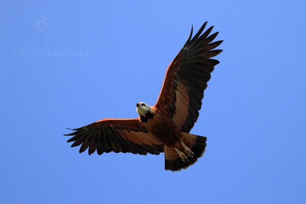 Káně černohrdlá (Busarellus nigricollis), Káně černohrdlá (Busarellus nigricollis), Black-collared Hawk, Autor: Ondřej Prosický | NaturePhoto.cz, Model: Canon EOS 7D, Objektiv: Canon EF 500mm f/4 L IS USM, Ohnisková vzdálenost (EQ35mm): 800 mm, stativ Gitzo, Clona: 4.5, Doba expozice: 1/4000 s, ISO: 400, Kompenzace expozice: -1/3, Blesk: Ne, Vytvořeno: 18. prosince 2010 8:33:43, RNVS Caño Negro (Kostarika)