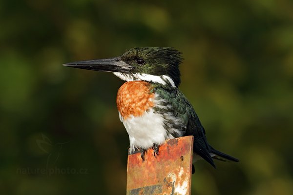 Rybařík amazonský (Chloroceryle amazona), Rybařík amazonský (Chloroceryle amazona), Amazon Kingfisher, Autor: Ondřej Prosický | NaturePhoto.cz, Model: Canon EOS 7D, Objektiv: Canon EF 500mm f/4 L IS USM, Ohnisková vzdálenost (EQ35mm): 800 mm, stativ Gitzo, Clona: 6.3, Doba expozice: 1/640 s, ISO: 500, Kompenzace expozice: -2/3, Blesk: Ne, Vytvořeno: 18. prosince 2010 7:09:42, RNVS Caño Negro (Kostarika) 