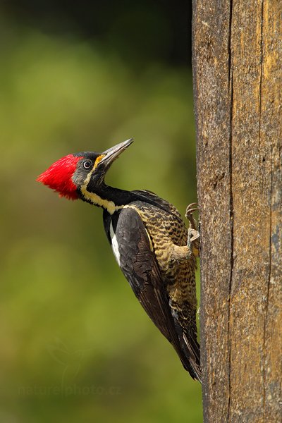 Datel čárkovaný (Dryocopus lineatus), Datel čárkovaný (Dryocopus lineatus), Lineated Woodpecker, Autor: Ondřej Prosický | NaturePhoto.cz, Model: Canon EOS 7D, Objektiv: Canon EF 500mm f/4 L IS USM, Ohnisková vzdálenost (EQ35mm): 1120 mm, stativ Gitzo, Clona: 7.1, Doba expozice: 1/1600 s, ISO: 500, Kompenzace expozice: -1/3, Blesk: Ano, Vytvořeno: 18. prosince 2010 9:40:45, RNVS Caño Negro (Kostarika)