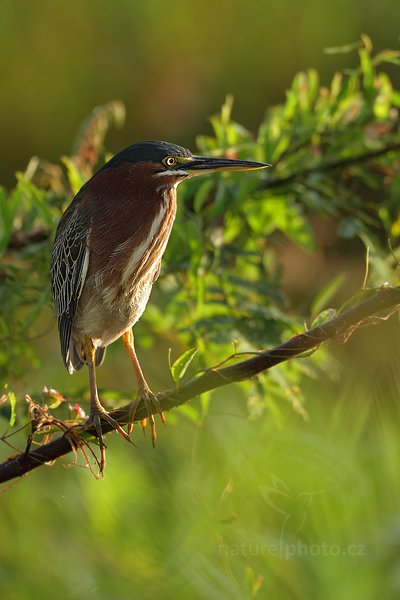 Volavka proměnlivá (Butorides virescens), Volavka proměnlivá (Butorides virescens), Green-backed (Green) Heron, Autor: Ondřej Prosický | NaturePhoto.cz, Model: Canon EOS 7D, Objektiv: Canon EF 500mm f/4 L IS USM, Ohnisková vzdálenost (EQ35mm): 800 mm, stativ Gitzo, Clona: 4.5, Doba expozice: 1/160 s, ISO: 400, Kompenzace expozice: 0, Blesk: Ano, Vytvořeno: 18. prosince 2010 6:55:32, RNVS Caño Negro (Kostarika) 