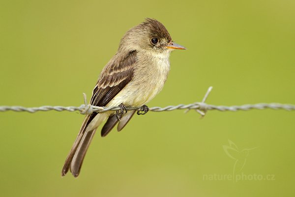 zatím neurčeno, zatím neurčeno, Autor: Ondřej Prosický | NaturePhoto.cz, Model: Canon EOS 7D, Objektiv: Canon EF 500mm f/4 L IS USM, Ohnisková vzdálenost (EQ35mm): 800 mm, stativ Gitzo, Clona: 5.0, Doba expozice: 1/800 s, ISO: 250, Kompenzace expozice: 0, Blesk: Ano, Vytvořeno: 19. prosince 2010 12:18:57, RNVS Caño Negro (Kostarika) 