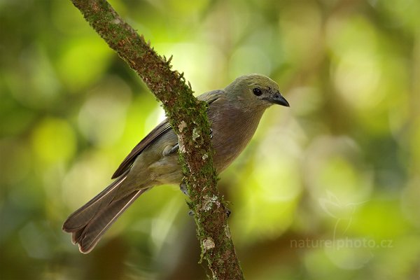 Tangara pralesní (Thraupis palmarum), Tangara pralesní (Thraupis palmarum) Palm Tanager, Autor: Ondřej Prosický | NaturePhoto.cz, Model: Canon EOS 7D, Objektiv: Canon EF 500mm f/4 L IS USM, Ohnisková vzdálenost (EQ35mm): 800 mm, stativ Gitzo, Clona: 6.3, Doba expozice: 1/250 s, ISO: 500, Kompenzace expozice: -1/3, Blesk: Ano, Vytvořeno: 18. prosince 2010 10:05:57, RNVS Caño Negro (Kostarika) 