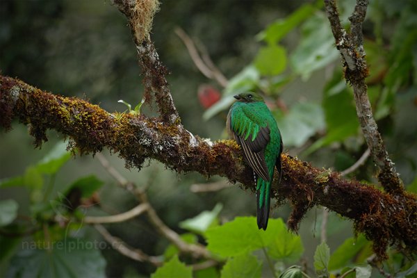 Kvesal chocholatý (Pharomachrus mocinno), Kvesal chocholatý (Pharomachrus mocinno) Resplendent Quetzal, Autor: Ondřej Prosický | NaturePhoto.cz, Model: Canon EOS 7D, Objektiv: Canon EF 500mm f/4 L IS USM, Ohnisková vzdálenost (EQ35mm): 800 mm, stativ Gitzo, Clona: 4.5, Doba expozice: 1/60 s, ISO: 400, Kompenzace expozice: +1/3, Blesk: Ano, Vytvořeno: 11. prosince 2010 16:24:03, Turrialba (Kostarika) 