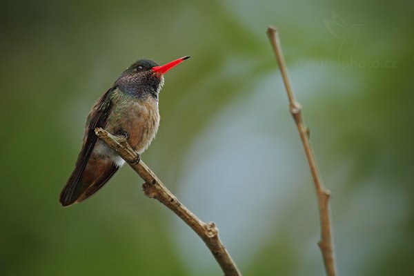 Kolibřík zlatoocasý (Hylocharis eliciae), Kolibřík zlatoocasý (Hylocharis eliciae), Blue-throated Goldentailed, Autor: Ondřej Prosický | NaturePhoto.cz, Model: Canon EOS 7D, Objektiv: Canon EF 500mm f/4 L IS USM, Ohnisková vzdálenost (EQ35mm): 1120 mm, stativ Gitzo, Clona: 5.6, Doba expozice: 1/400 s, ISO: 800, Kompenzace expozice: 0, Blesk: Ano, Vytvořeno: 20. prosince 2010 13:49:04, La Garita (Kostarika)