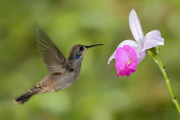 Kolibřík telesillský (Colibri delphinae), Kolibřík telesillský (Colibri delphinae), Brown Violet-ear, Autor: Ondřej Prosický | NaturePhoto.cz, Model: Canon EOS 7D, Objektiv: Canon EF 500mm f/4 L IS USM, Ohnisková vzdálenost (EQ35mm): 800 mm, stativ Gitzo, Clona: 6.3, Doba expozice: 1/250 s, ISO: 1000, Kompenzace expozice: 0, Blesk: Ano, Vytvořeno: 10. prosince 2010 15:20:24, Turrialba (Kostarika) 