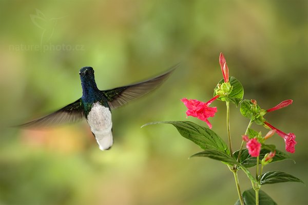 Kolibřík bělokrký (Florisuga mellivora), Kolibřík bělokrký (Florisuga mellivora), White-necked Jacobin, Autor: Ondřej Prosický | NaturePhoto.cz, Model: Canon EOS 7D, Objektiv: Canon EF 500mm f/4 L IS USM, Ohnisková vzdálenost (EQ35mm): 800 mm, stativ Gitzo, Clona: 5.0, Doba expozice: 1/250 s, ISO: 800, Kompenzace expozice: 0, Blesk: Ano, Vytvořeno: 11. prosince 2010 8:10:34, Turrialba (Kostarika)