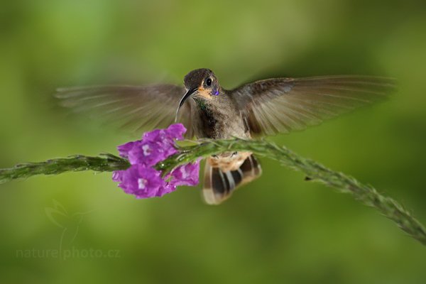 Kolibřík telesillský (Colibri delphinae), Kolibřík telesillský (Colibri delphinae), Brown Violet-ear, Autor: Ondřej Prosický | NaturePhoto.cz, Model: Canon EOS 7D, Objektiv: Canon EF 500mm f/4 L IS USM, Ohnisková vzdálenost (EQ35mm): 800 mm, stativ Gitzo, Clona: 5.0, Doba expozice: 1/250 s, ISO: 1250, Kompenzace expozice: 0, Blesk: Ano, Vytvořeno: 10. prosince 2010 15:50:31, Turrialba (Kostarika)  