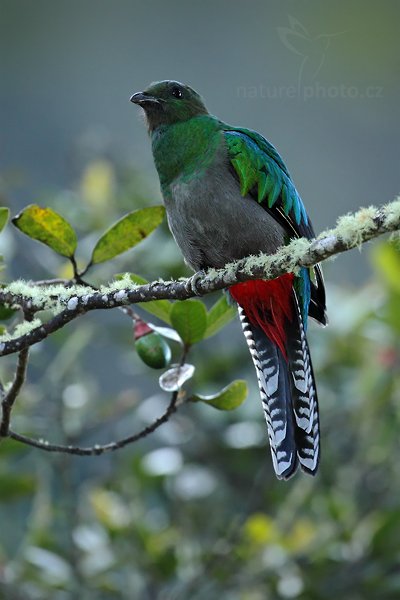 Kvesal chocholatý (Pharomachrus mocinno), Kvesal chocholatý (Pharomachrus mocinno) Resplendent Quetzal, Autor: Ondřej Prosický | NaturePhoto.cz, Model: Canon EOS 5D Mark II, Objektiv: Canon EF 500mm f/4 L IS USM, Ohnisková vzdálenost (EQ35mm): 500 mm, stativ Gitzo, Clona: 4.5, Doba expozice: 1/125 s, ISO: 1000, Kompenzace expozice: 0, Blesk: Ano, Vytvořeno: 12. prosince 2010 6:38:01, Turrialba (Kostarika) 