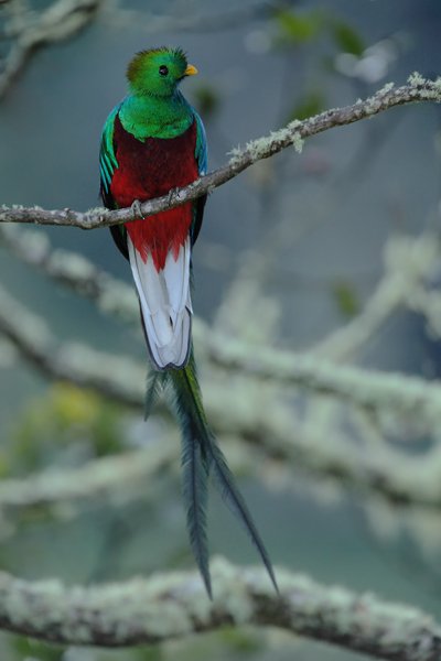 Kvesal chocholatý (Pharomachrus mocinno), Kvesal chocholatý (Pharomachrus mocinno) Resplendent Quetzal, Autor: Ondřej Prosický | NaturePhoto.cz, Model: Canon EOS 5D Mark II, Objektiv: Canon EF 500mm f/4 L IS USM, Ohnisková vzdálenost (EQ35mm): 500 mm, stativ Gitzo, Clona: 4.5, Doba expozice: 1/125 s, ISO: 1000, Kompenzace expozice: 0, Blesk: Ano, Vytvořeno: 12. prosince 2010 6:41:27, Savegre (Kostarika) 