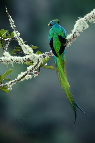 Kvesal chocholatý (Pharomachrus mocinno), Kvesal chocholatý (Pharomachrus mocinno) Resplendent Quetzal, Autor: Ondřej Prosický | NaturePhoto.cz, Model: Canon EOS 5D Mark II, Objektiv: Canon EF 500mm f/4 L IS USM, Ohnisková vzdálenost (EQ35mm): 500 mm, stativ Gitzo, Clona: 4.5, Doba expozice: 1/80 s, ISO: 1000, Kompenzace expozice: +1/3, Blesk: Ano, Vytvořeno: 12. prosince 2010 6:26:00, Savegre (Kostarika) 