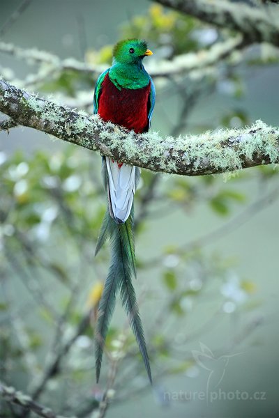 Kvesal chocholatý (Pharomachrus mocinno), Kvesal chocholatý (Pharomachrus mocinno) Resplendent Quetzal, Autor: Ondřej Prosický | NaturePhoto.cz, Model: Canon EOS 5D Mark II, Objektiv: Canon EF 500mm f/4 L IS USM, Ohnisková vzdálenost (EQ35mm): 500 mm, stativ Gitzo, Clona: 4.5, Doba expozice: 1/125 s, ISO: 1000, Kompenzace expozice: 0, Blesk: Ano, Vytvořeno: 12. prosince 2010 6:38:24, Savegre (Kostarika)  