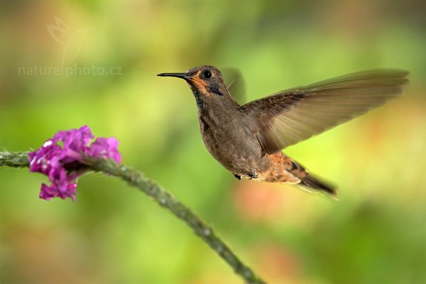 Kolibřík telesillský (Colibri delphinae), Kolibřík telesillský (Colibri delphinae), Brown Violet-ear, Autor: Ondřej Prosický | NaturePhoto.cz, Model: Canon EOS 7D, Objektiv: Canon EF 500mm f/4 L IS USM, Ohnisková vzdálenost (EQ35mm): 800 mm, stativ Gitzo, Clona: 7.1, Doba expozice: 1/200 s, ISO: 800, Kompenzace expozice: +1/3, Blesk: Ano, Vytvořeno: 9. prosince 2010 13:25:07, Turrialba (Kostarika)  