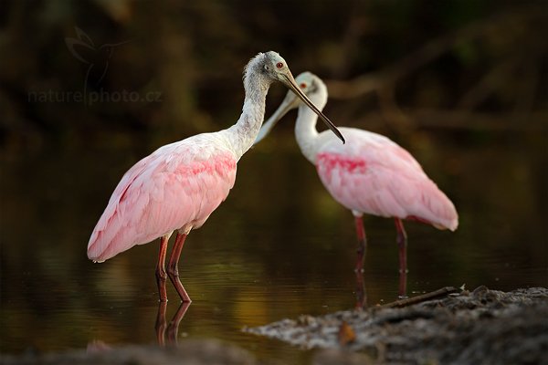 Kolpík růžový (Ajaia ajaja), Kolpík růžový (Ajaia ajaja), Roseate Spoonbill, Autor: Ondřej Prosický | NaturePhoto.cz, Model: Canon EOS 7D, Objektiv: Canon EF 500mm f/4 L IS USM, Ohnisková vzdálenost (EQ35mm): 800 mm, stativ Gitzo, Clona: 5.0, Doba expozice: 1/640 s, ISO: 800, Kompenzace expozice: -2/3, Blesk: Ne, Vytvořeno: 18. prosince 2010 16:49:19, RNVS Caño Negro (Kostarika) 