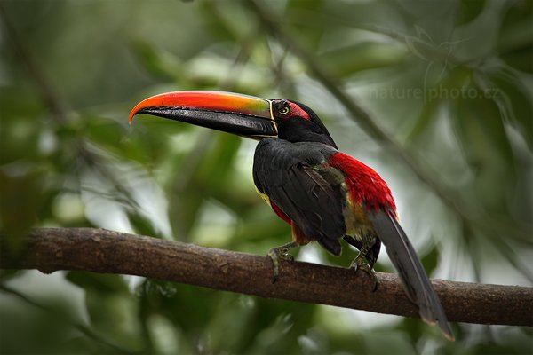 Arassari panamský (Pteroglossus frantzii), Arassari panamský (Pteroglossus frantzii), Fiery-billed Aracari, Autor: Ondřej Prosický | NaturePhoto.cz, Model: Canon EOS 5D Mark II, Objektiv: Canon EF 500mm f/4 L IS USM, Ohnisková vzdálenost (EQ35mm): 700 mm, stativ Gitzo, Clona: 7.1, Doba expozice: 1/400 s, ISO: 1000, Kompenzace expozice: -1/3, Blesk: Ano, Vytvořeno: 20. prosince 2010 14:09:25, La Garita (Kostarika)