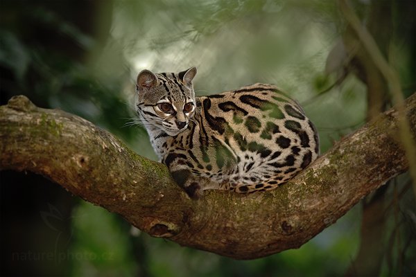 Ocelot dlouhoocasý (Leopardis wiedii), Ocelot dlouhoocasý (Leopardis wiedii), Margay Autor: Ondřej Prosický | NaturePhoto.cz, Model: Canon EOS 5D Mark II, Objektiv: Canon EF 200mm f/2.8 L USM, Ohnisková vzdálenost (EQ35mm): 200 mm, stativ Gitzo, Clona: 2.8, Doba expozice: 1/250 s, ISO: 640, Kompenzace expozice: -1/3, Blesk: Ano, Vytvořeno: 20. prosince 2010 16:15:28, La Garita (Kostarika) 