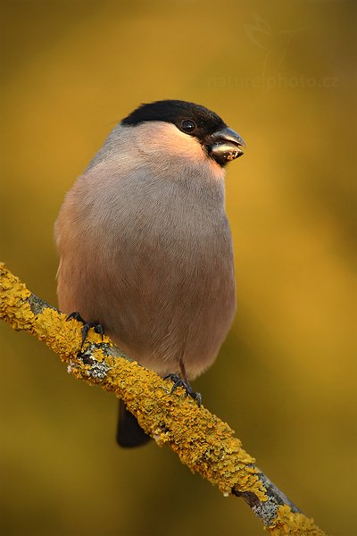 Hýl obecný (Pyrrhula pyrrhula), Hýl obecný (Pyrrhula pyrrhula), Bullfinch, Autor: Ondřej Prosický | NaturePhoto.cz, Model: Canon EOS-1D Mark III, Objektiv: Canon EF 500mm f/4 L IS USM, Ohnisková vzdálenost (EQ35mm): 650 mm, stativ Gitzo, Clona: 7.1, Doba expozice: 1/250 s, ISO: 500, Kompenzace expozice: -1, Blesk: Ne, Vytvořeno: 26. února 2011 17:57:45, Prachaticko, Šumava (Česko) 