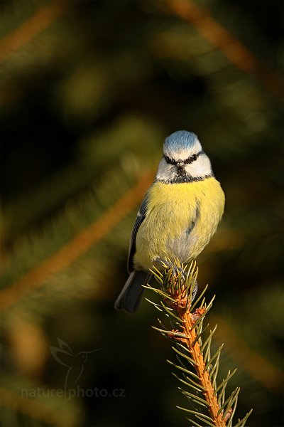 Sýkora modřinka (Parus caeruleus), Sýkora modřinka (Parus caeruleus), Blue Tit, Autor: Ondřej Prosický | NaturePhoto.cz, Model: Canon EOS-1D Mark III, Objektiv: Canon EF 500mm f/4 L IS USM, Ohnisková vzdálenost (EQ35mm): 910 mm, stativ Gitzo, Clona: 7.1, Doba expozice: 1/400 s, ISO: 500, Kompenzace expozice: -1, Blesk: Ne, Vytvořeno: 26. února 2011 17:38:08, Prachaticko, Šumava (Česko)