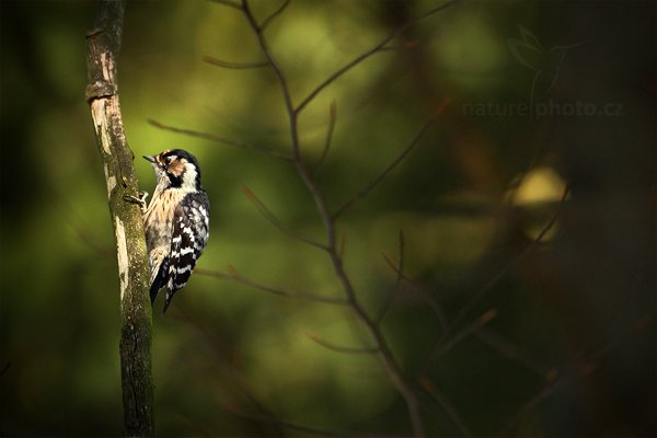 Strakapoud malý (Dendrocopos minor), Strakapoud malý (Dendrocopos minor), Lesser Spotted Woodpecker, Autor: Ondřej Prosický | NaturePhoto.cz, Model: Canon EOS-1D Mark III, Objektiv: Canon EF 500mm f/4 L IS USM, Ohnisková vzdálenost (EQ35mm): 910 mm, stativ Gitzo, Clona: 6.3, Doba expozice: 1/160 s, ISO: 640, Kompenzace expozice: -2/3, Blesk: Ne, Vytvořeno: 26. února 2011 12:43:16, Prachaticko, Šumava (Česko)