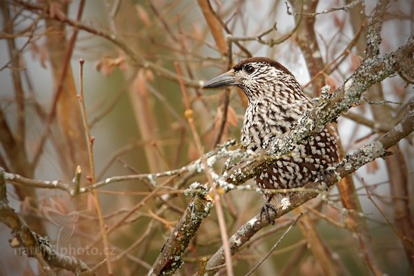 Ořešník kropenatý (Nucifraga caryocatactes), Ořešník kropenatý (Nucifraga caryocatactes), Spotted Nutcracker, Autor: Ondřej Prosický | NaturePhoto.cz, Model: Canon EOS-1D Mark III, Objektiv: Canon EF 500mm f/4 L IS USM, Ohnisková vzdálenost (EQ35mm): 910 mm, stativ Gitzo, Clona: 6.3, Doba expozice: 1/200 s, ISO: 800, Kompenzace expozice: +1 2/3, Blesk: Ne, Vytvořeno: 6. února 2011 11:09:31, Prachaticko, Šumava (Česko)