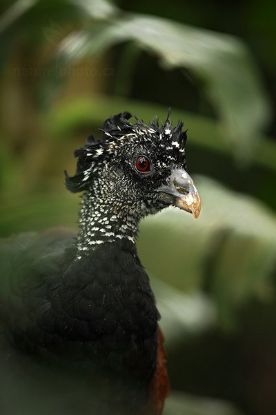 Hoko proměnlivý (Crax rubra), Hoko proměnlivý (Crax rubra), Great Curassow, Kostarika