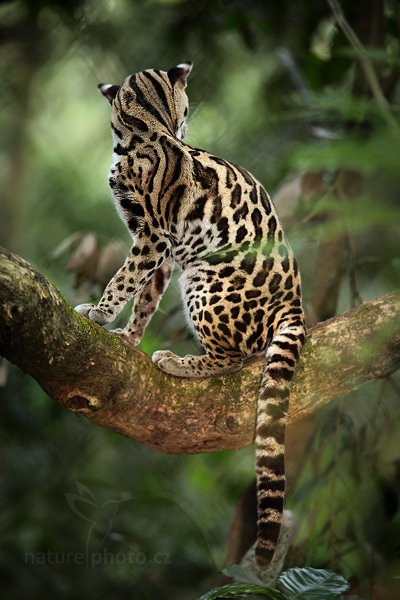 Ocelot dlouhoocasý (Leopardis wiedii), Ocelot dlouhoocasý (Leopardis wiedii), Margay, Autor: Ondřej Prosický | NaturePhoto.cz, Model: Canon EOS 5D Mark II, Objektiv: Canon EF 500mm f/4 L IS USM, Ohnisková vzdálenost (EQ35mm): 200 mm, stativ Gitzo, Clona: 2.8, Doba expozice: 1/200 s, ISO: 640, Kompenzace expozice: -1/3, Blesk: Ano, Vytvořeno: 20. prosince 2010 16:16:32, La Paz (Kostarika)