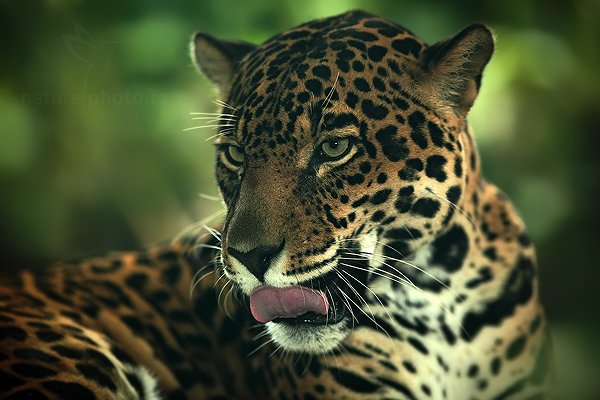 Jaguár americký (Pathera onca), Jaguár americký (Pathera onca) Jaguar, Autor: Ondřej Prosický | NaturePhoto.cz, Model: Canon EOS 5D Mark II, Objektiv: Canon EF 500mm f/4 L IS USM, Ohnisková vzdálenost (EQ35mm): 200 mm, stativ Gitzo, Clona: 2.8, Doba expozice: 1/250 s, ISO: 500, Kompenzace expozice: -1/3, Blesk: Ano, Vytvořeno: 8. prosince 2010 10:40:29, La Paz (Kostarika)  