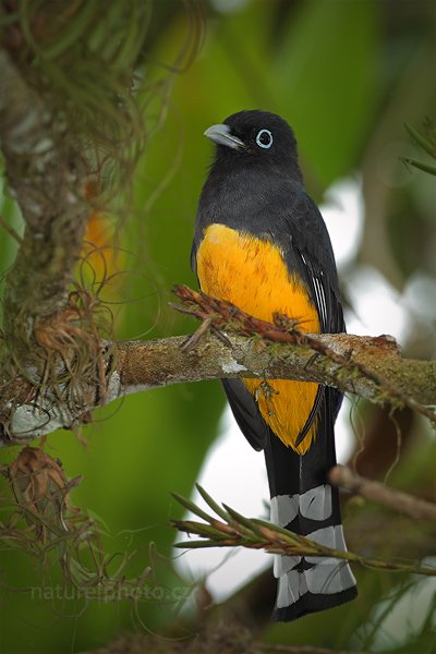 Trogon pralesní (Trogon violaceus), Trogon pralesní (Trogon violaceus), Violaceous Trogon, Autor: Ondřej Prosický | NaturePhoto.cz, Model: Canon EOS 7D, Objektiv: Canon EF 500mm f/4 L IS USM, Ohnisková vzdálenost (EQ35mm): 800 mm, stativ Gitzo, Clona: 6.3, Doba expozice: 1/320 s, ISO: 400, Kompenzace expozice: -1/3, Blesk: Ano, Vytvořeno: 19. prosince 2010 11:40:18, RNVS Caño Negro (Kostarika)