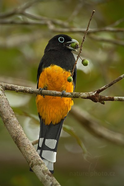 Trogon fialový (Trogon violaceus), Trogon fialový (Trogon violaceus), Violaceous Trogon, Autor: Ondřej Prosický | NaturePhoto.cz, Model: Canon EOS 7D, Objektiv: Canon EF 500mm f/4 L IS USM, Ohnisková vzdálenost (EQ35mm): 800 mm, stativ Gitzo, Clona: 5.0, Doba expozice: 1/400 s, ISO: 400, Kompenzace expozice: -1/3, Blesk: Ne, Vytvořeno: 19. prosince 2010 11:50:04, RNVS Caño Negro (Kostarika) 