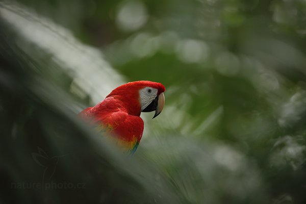 Ara arakanga (Ara macao), Ara arakanga (Ara macao) Scarlet Macaw, Autor: Ondřej Prosický | NaturePhoto.cz, Model: Canon EOS 5D Mark II, Objektiv: Canon EF 500mm f/4 L IS USM, Ohnisková vzdálenost (EQ35mm): 700 mm, stativ Gitzo, Clona: 5.6, Doba expozice: 1/160 s, ISO: 800, Kompenzace expozice: -1/3, Blesk: Ano, Vytvořeno: 20. prosince 2010 15:24:28, La Garita (Kostarika) 