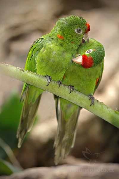 Aratinga rudočelý (Aratinga finschi), Aratinga rudočelý (Aratinga finschi) Finsch&#039;s Conures, Autor: Ondřej Prosický | NaturePhoto.cz, Model: Canon EOS 5D Mark II, Objektiv: Canon EF 500mm f/4 L IS USM, Ohnisková vzdálenost (EQ35mm): 500 mm, stativ Gitzo, Clona: 5.0, Doba expozice: 1/800 s, ISO: 1000, Kompenzace expozice: -1 2/3, Blesk: Ano, Vytvořeno: 20. prosince 2010 14:06:45, RNVS Caño Negro (Kostarika) 