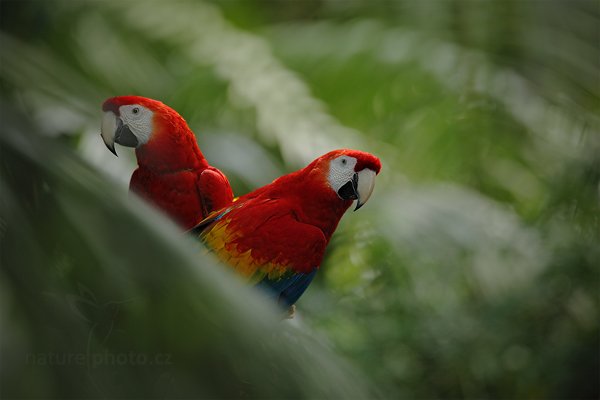 Ara arakanga (Ara macao), Ara arakanga (Ara macao) Scarlet Macaw, Autor: Ondřej Prosický | NaturePhoto.cz, Model: Canon EOS 5D Mark II, Objektiv: Canon EF 500mm f/4 L IS USM, Ohnisková vzdálenost (EQ35mm): 700 mm, stativ Gitzo, Clona: 7.1, Doba expozice: 1/80 s, ISO: 800, Kompenzace expozice: -1/3, Blesk: Ano, Vytvořeno: 20. prosince 2010 15:35:18, RNVS Caño Negro (Kostarika)