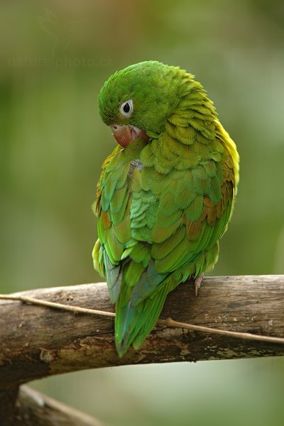 Tirika tovi (Brotogeris jugularis), Tirika tovi (Brotogeris jugularis), Orange-chinned Parakeet, Autor: Ondřej Prosický | NaturePhoto.cz, Model: Canon EOS 5D Mark II, Objektiv: Canon EF 500mm f/4 L IS USM, Ohnisková vzdálenost (EQ35mm): 700 mm, stativ Gitzo, Clona: 5.6, Doba expozice: 1/250 s, ISO: 800, Kompenzace expozice: -1/3, Blesk: Ano, Vytvořeno: 20. prosince 2010 14:21:08, RNVS Caño Negro (Kostarika)